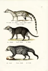 Zibetkatze, 1824